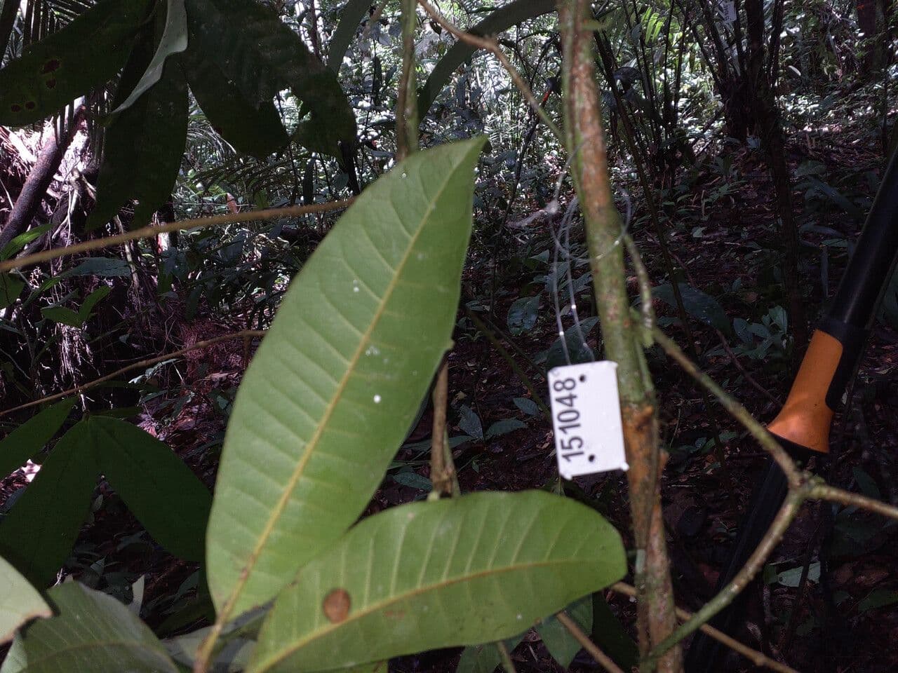 Pouteria 6