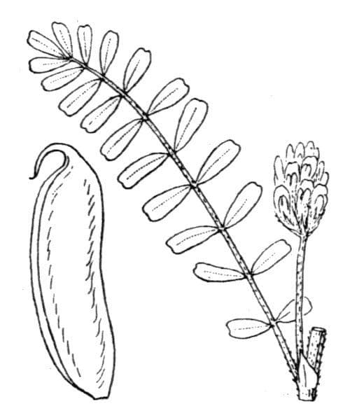 Gelbe Tragant 24