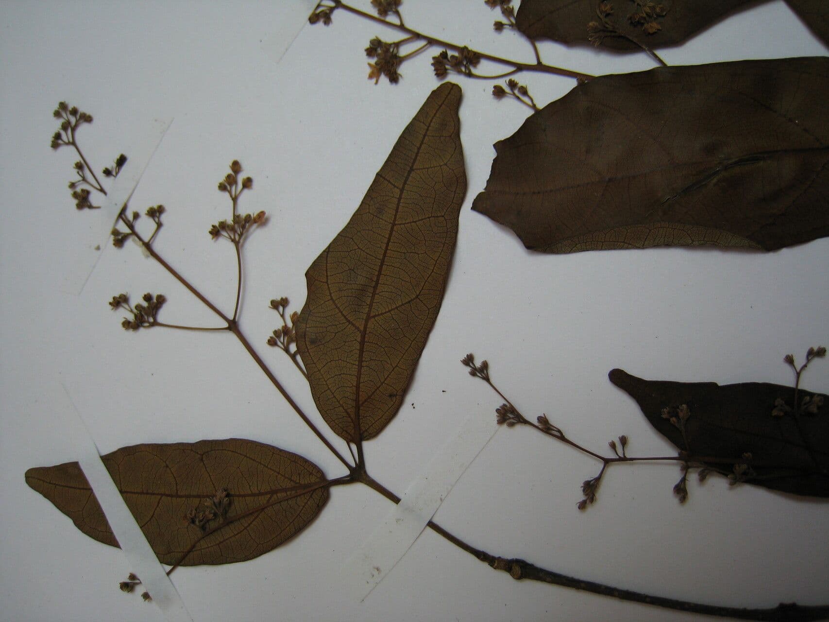 Forsteronia 2