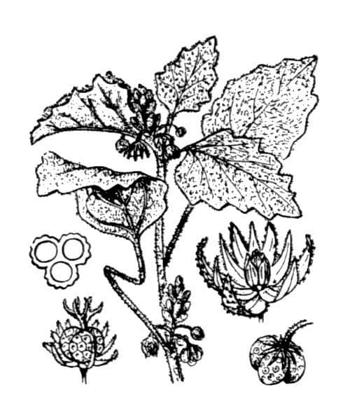 Chrozofora 27