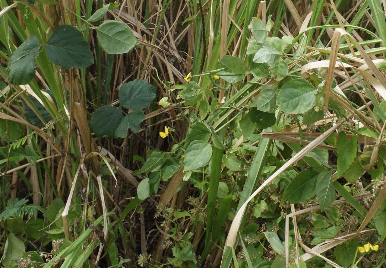 Vigna luteola 13