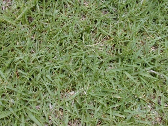 Kikuyu-Gras 4