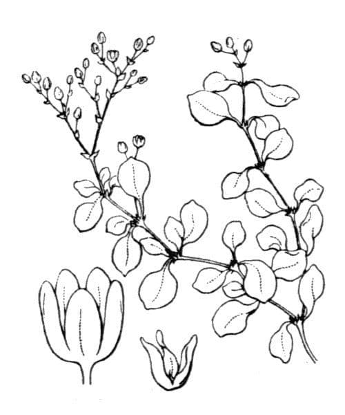 Polycarpon 21