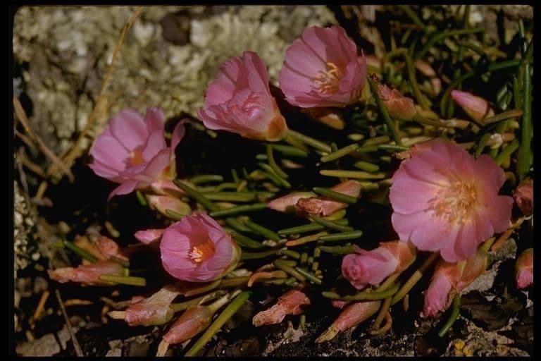 Lewisia 10