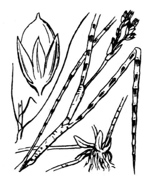 Mannigfaltige Binse 21