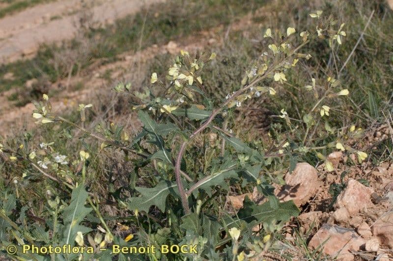 Sisymbrium