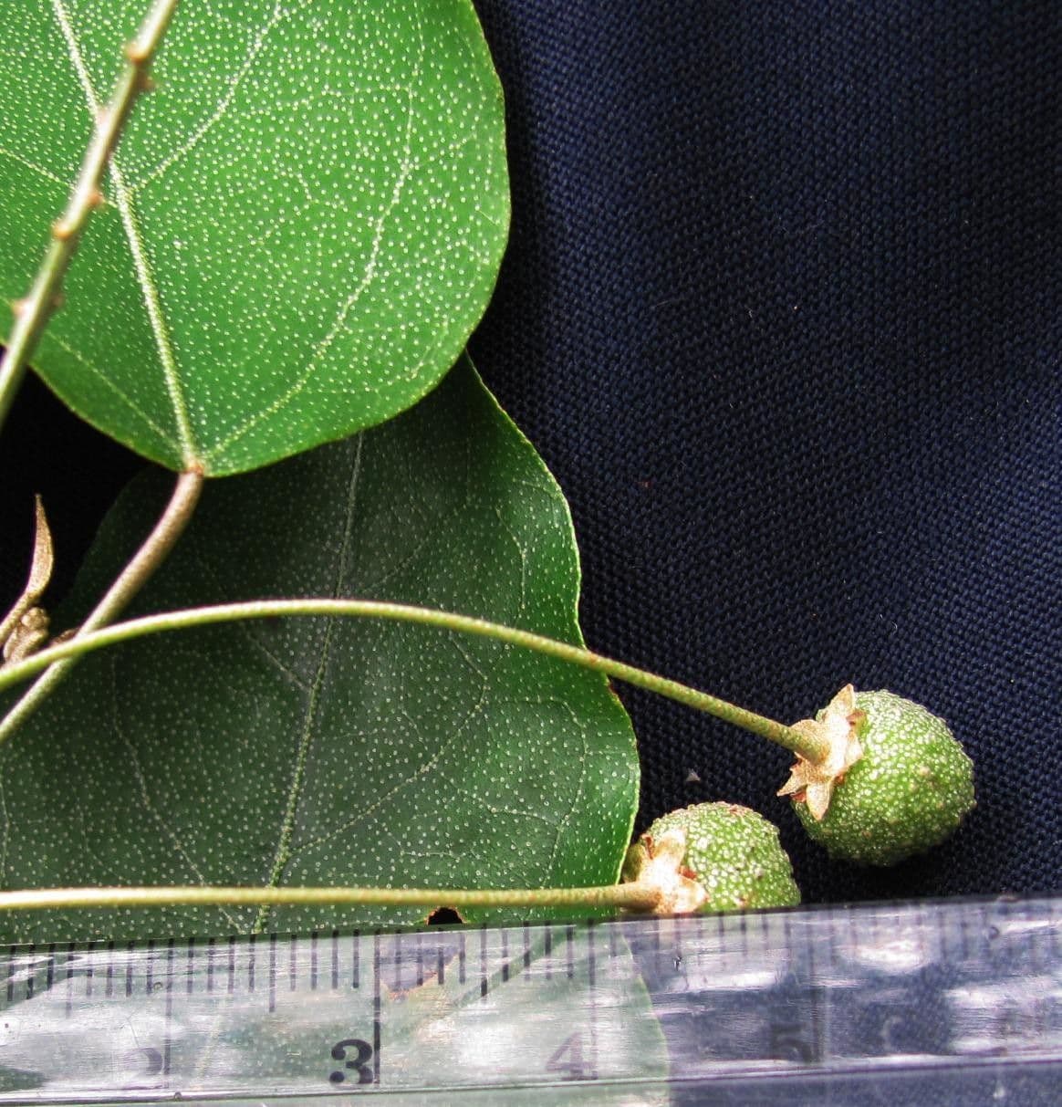 Croton niveo 14
