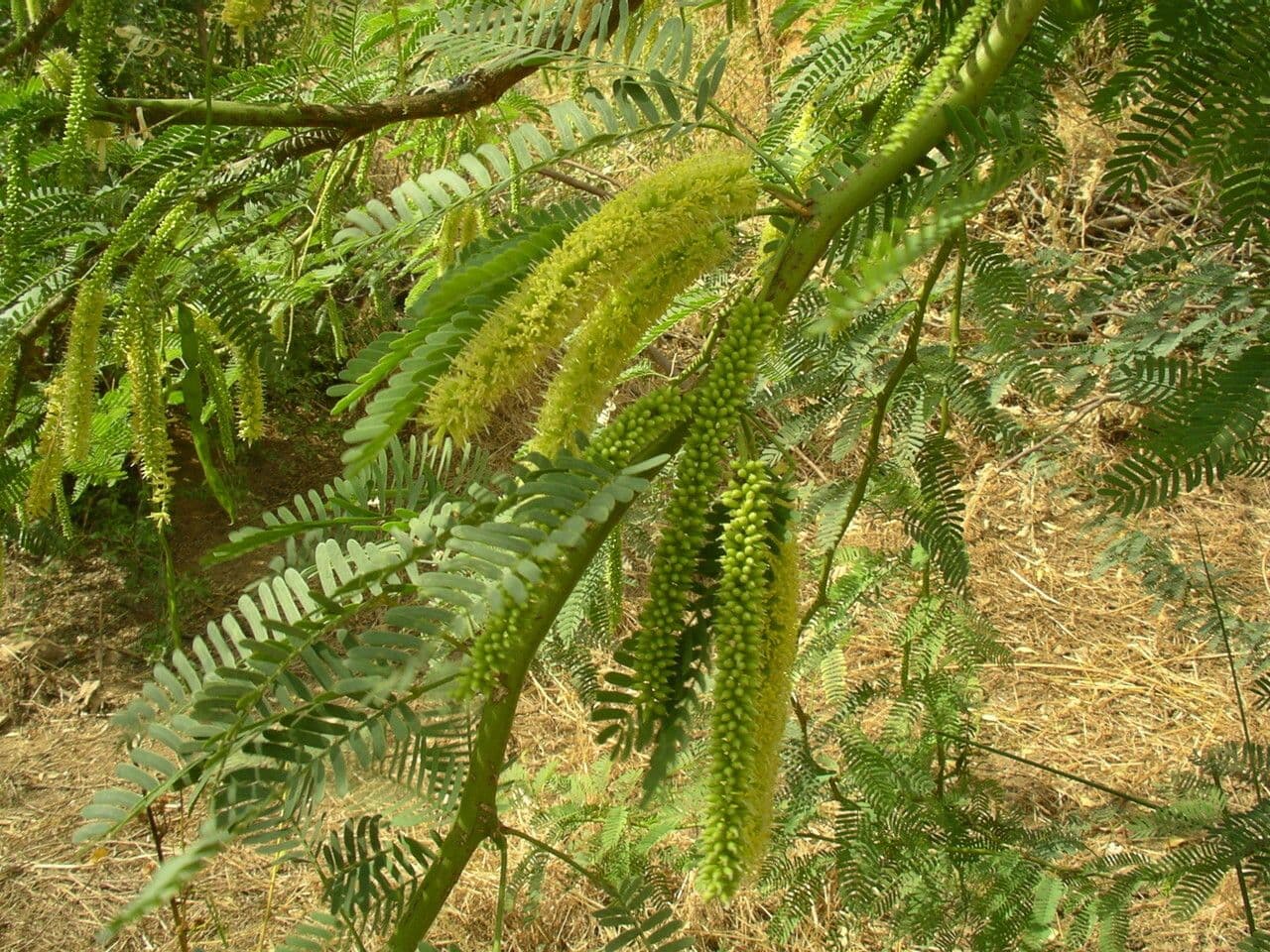Prosopis africana 2