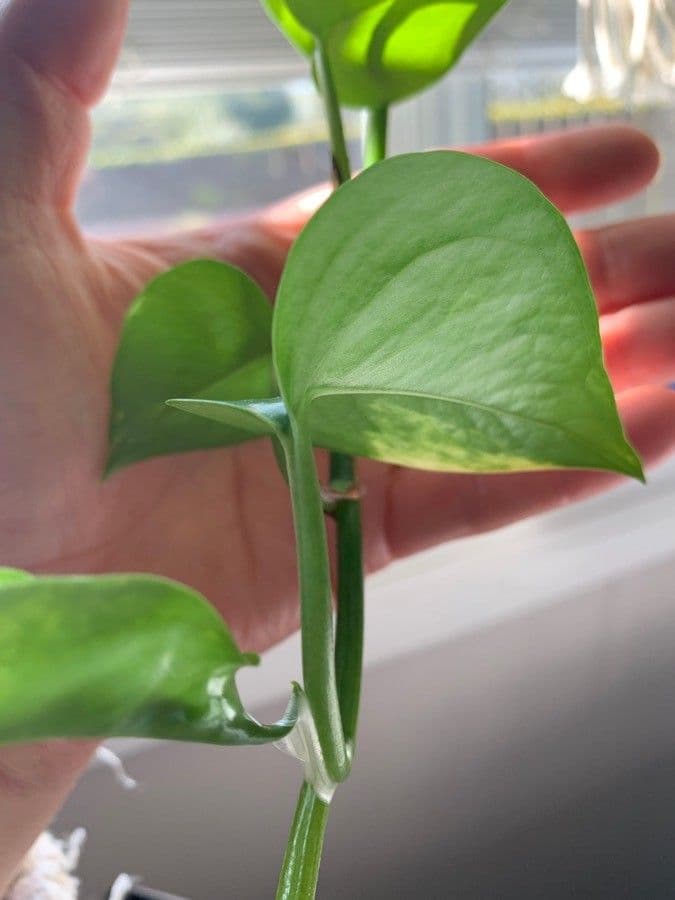 Philodendron 11