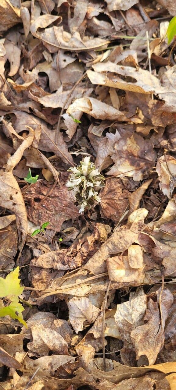 Viereckblume 2