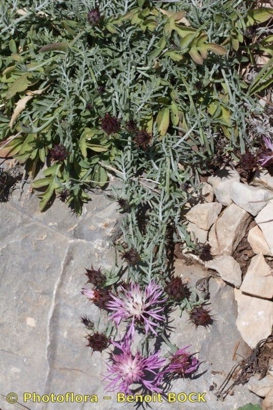 Centaurea resupinata 2