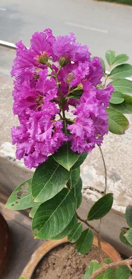 Lagerstroemia splendide 4