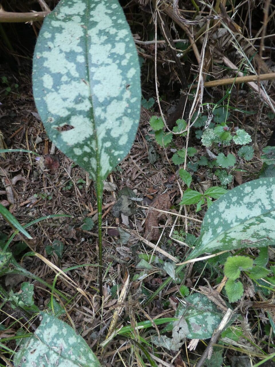 Polmonaria affine 13