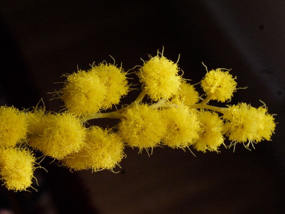 Mimosa 7