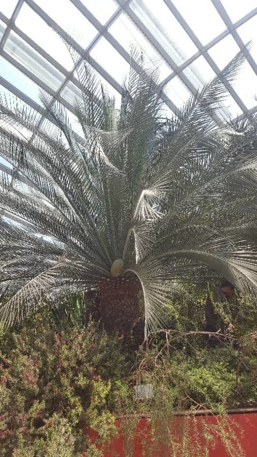 Moore-Zamia 23
