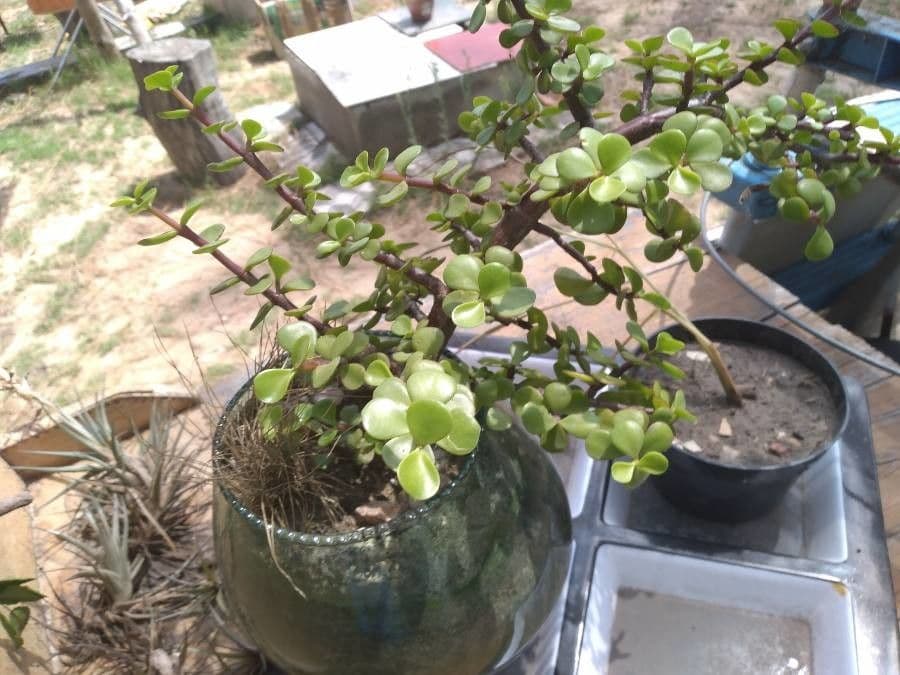Portulacaria afra 26
