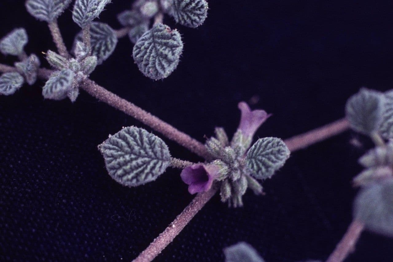 Fanleaf crinklemat 3
