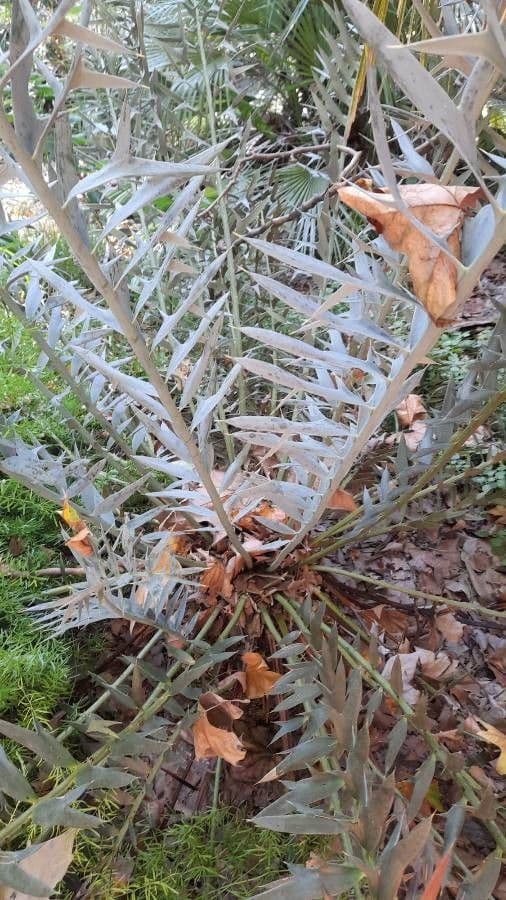 Encephalartos 21