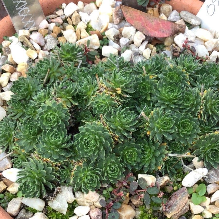 Draba dedeana 6