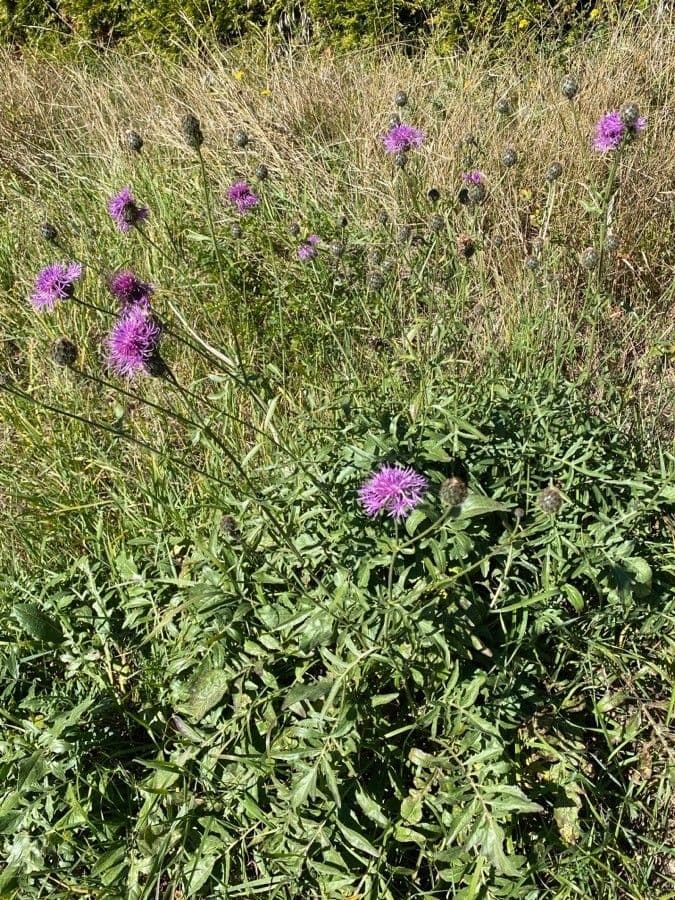 Centaurea vedovina 13