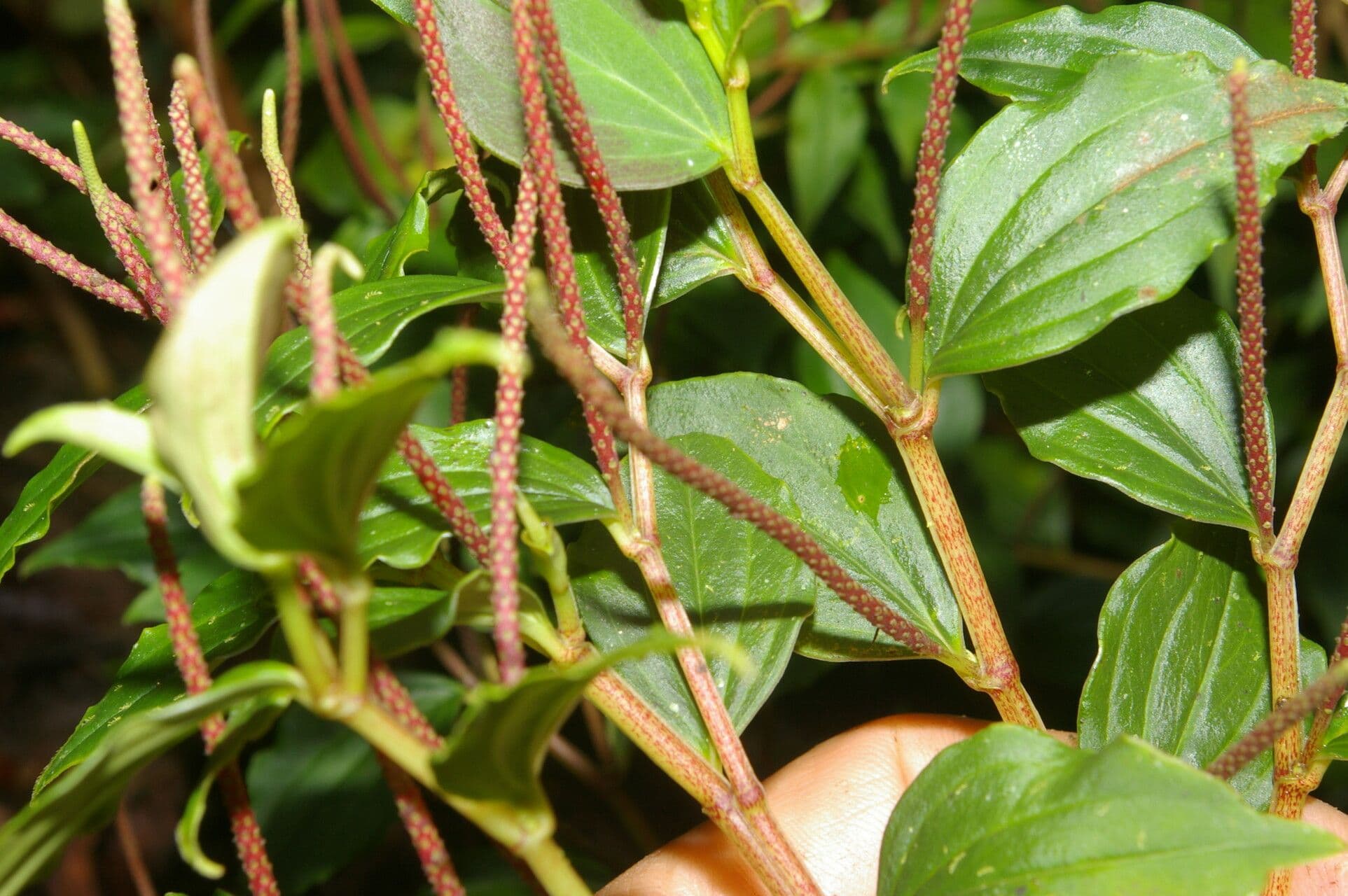 Peperomia 7