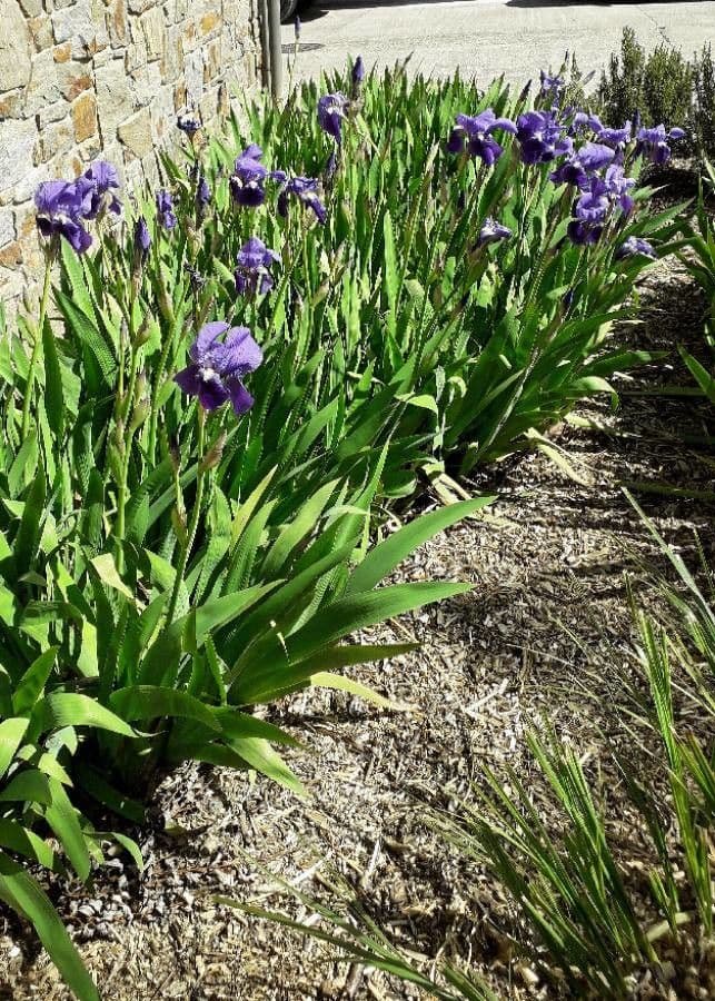 Iris lutescens 15
