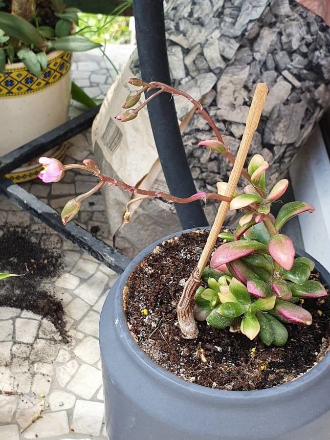 Anacampseros 10
