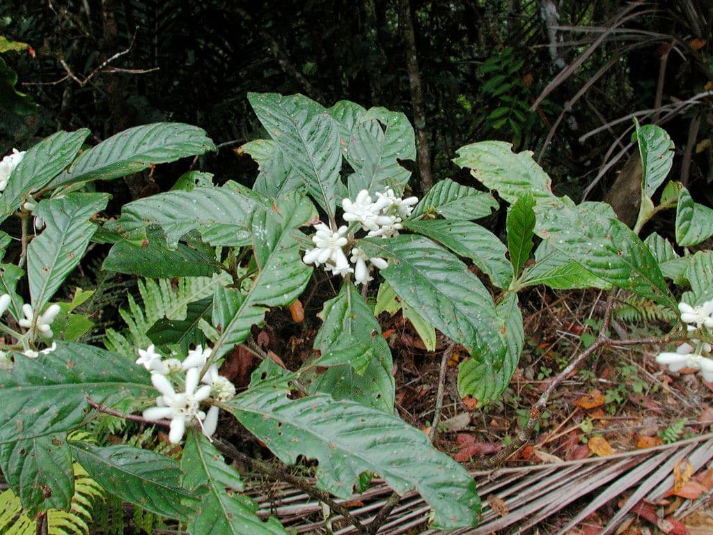 Psychotria 10
