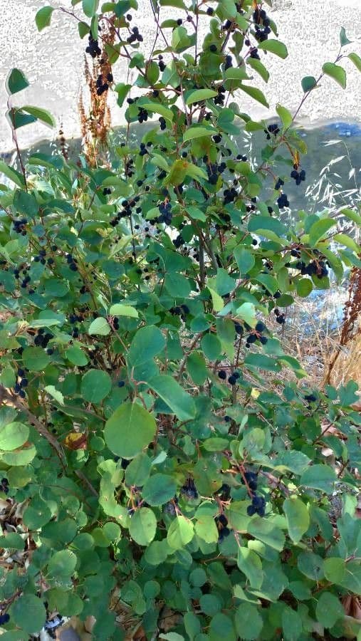 Amelanchier 11