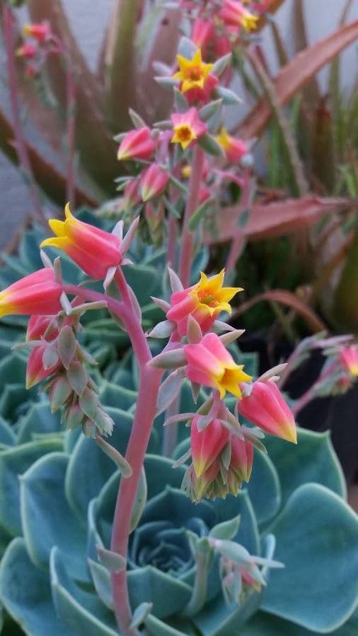 Echeveria elegante 10