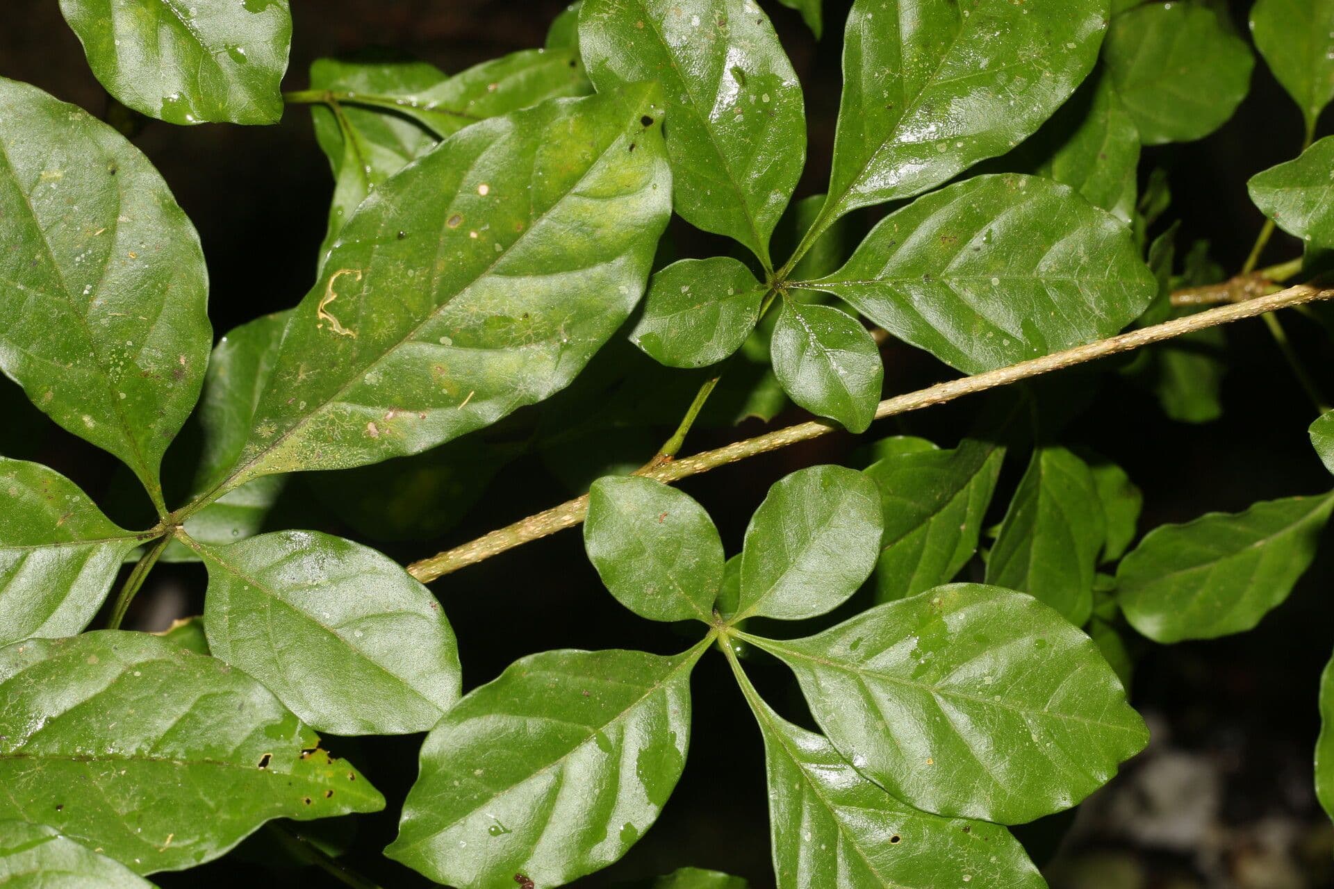 Parmentiera 11