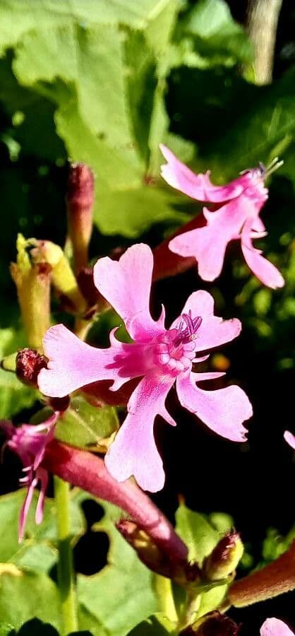 Silene 5