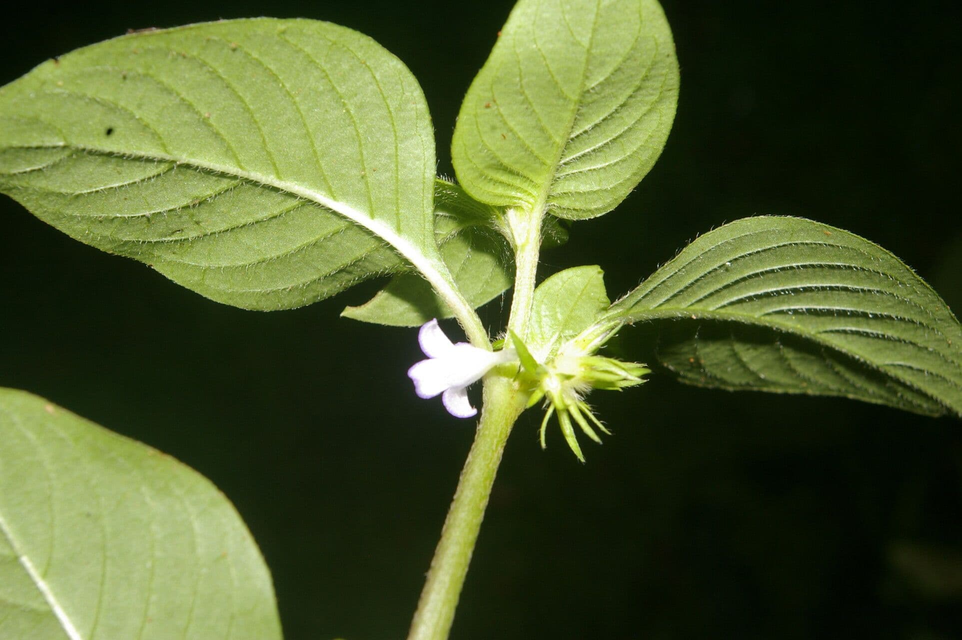 Coccocypselum 6