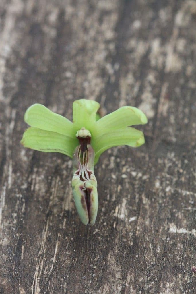 Dendrobium 10