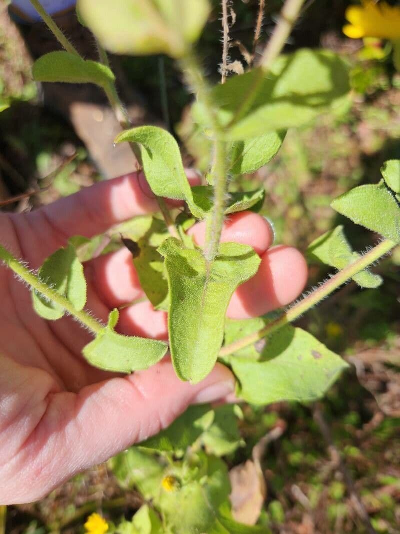 Heterotheca subaxillaris 18