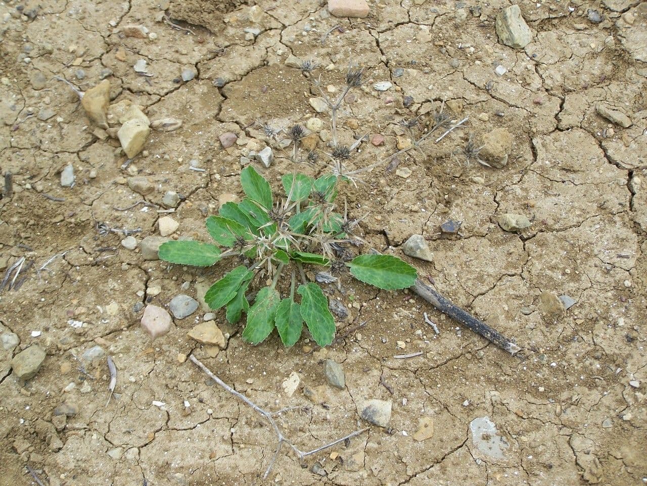 Panicaut 10