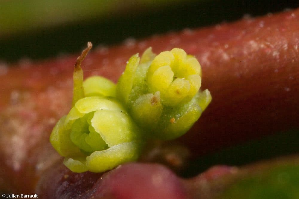 Phyllanthus