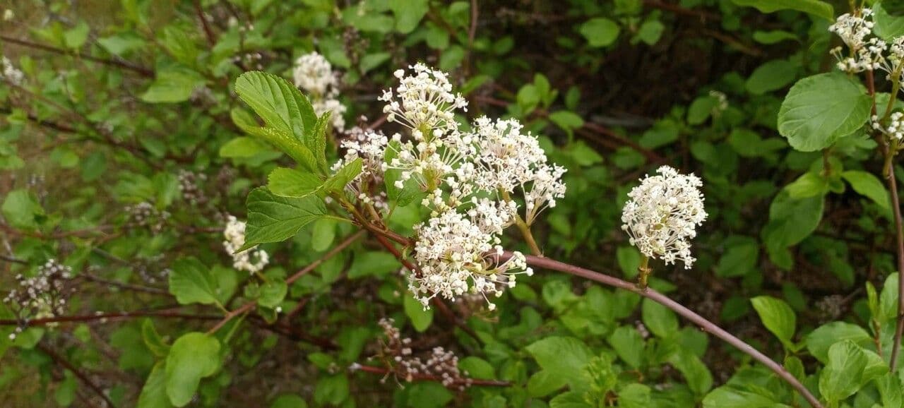Krvavý ceanothus 3