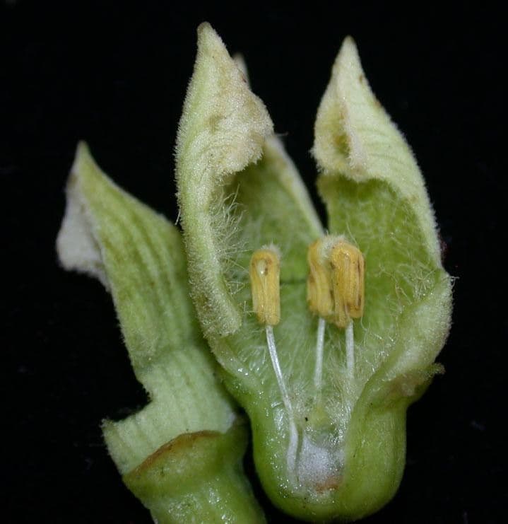 Cayaponia racemiforme 4