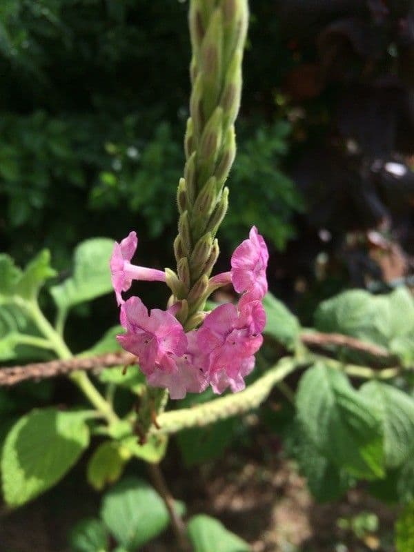 Stachytarpheta mutabile 2