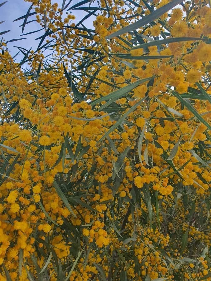 Acacia saligna 6