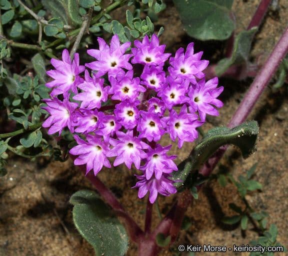 Abronia umbellata 8