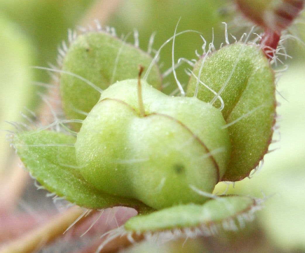 Veronica cymbalaria