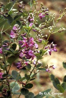 Lespedeza violacea 6