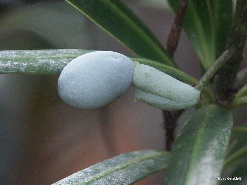 Podocarpo 3