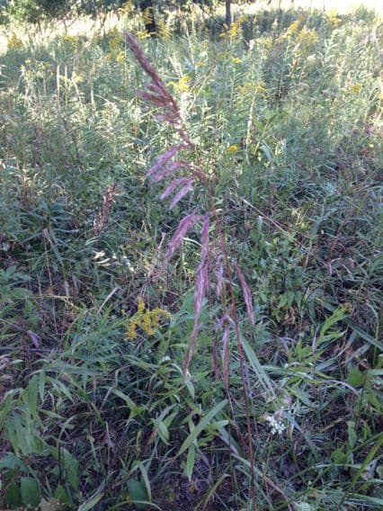 Cinna arundinacea 9