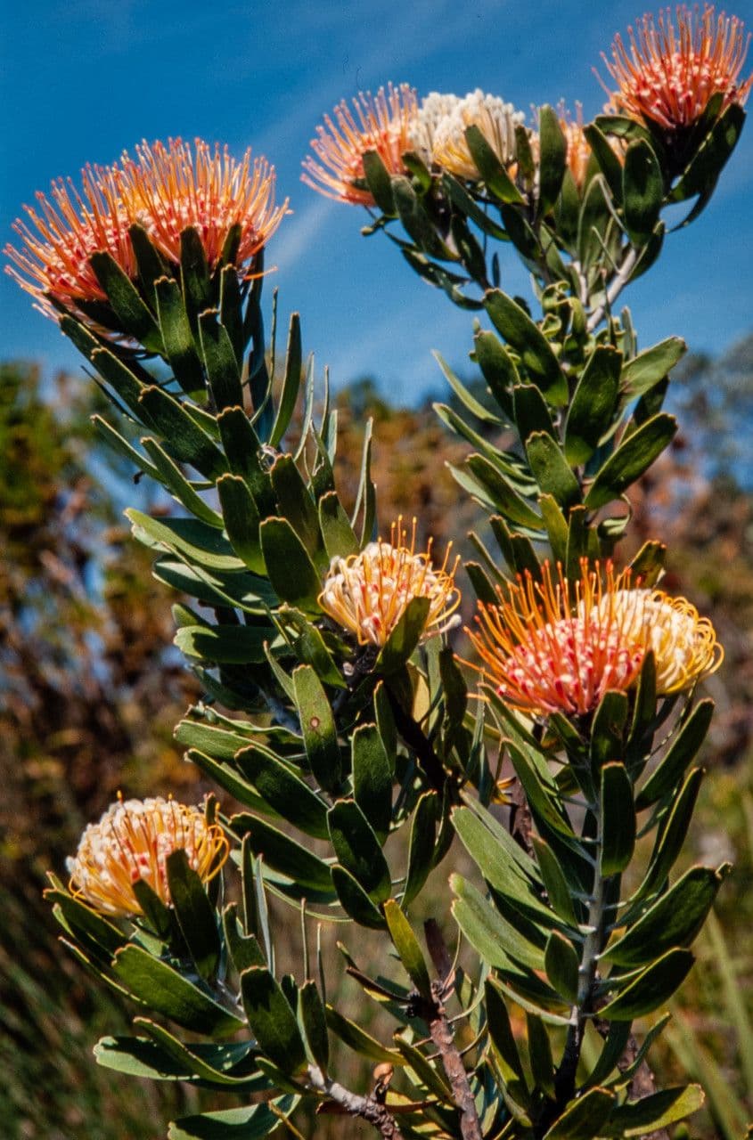 Leucospermum 8