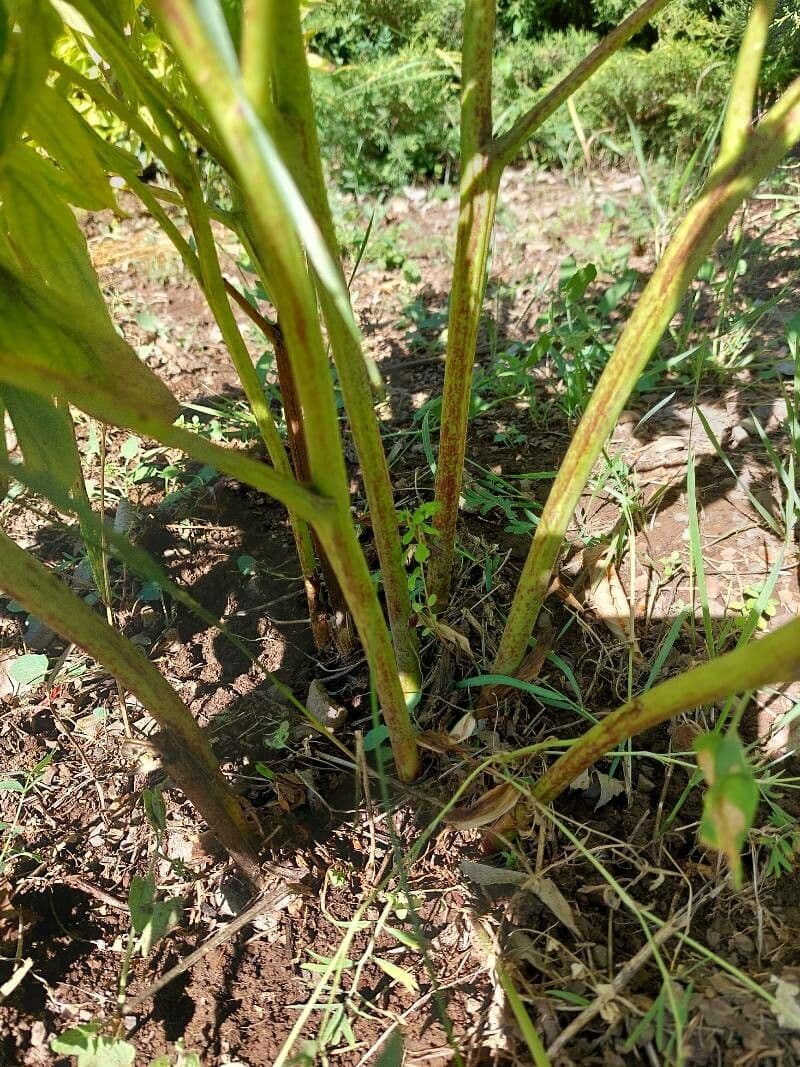 Echte Pfingstrose 21