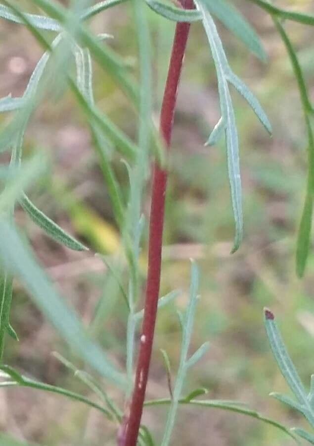 Field sagewort 24