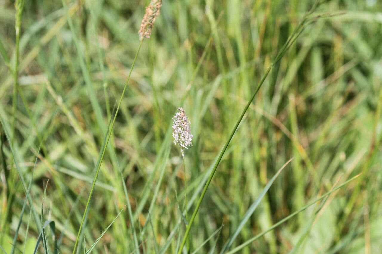 Marsh foxtail 9